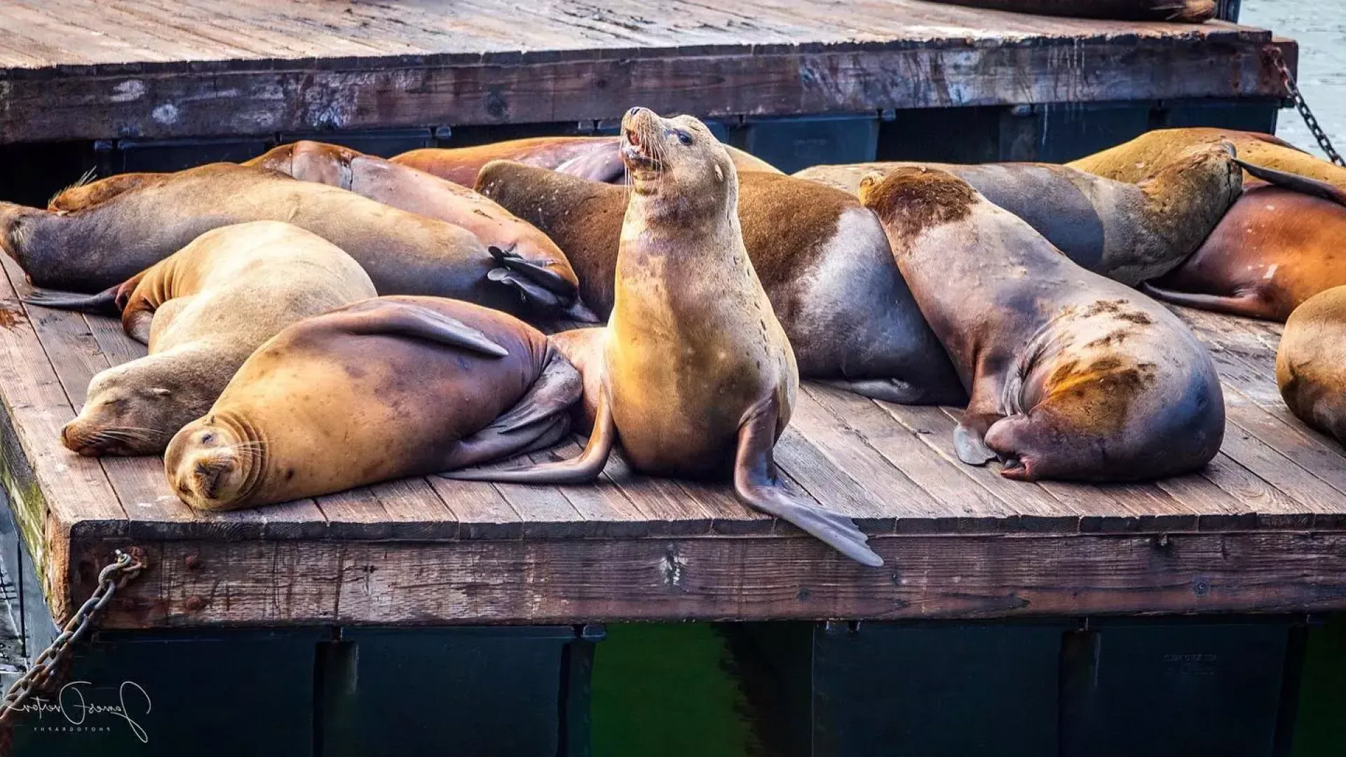 Les lions de mer se reposent sur le quai K du PIER 39