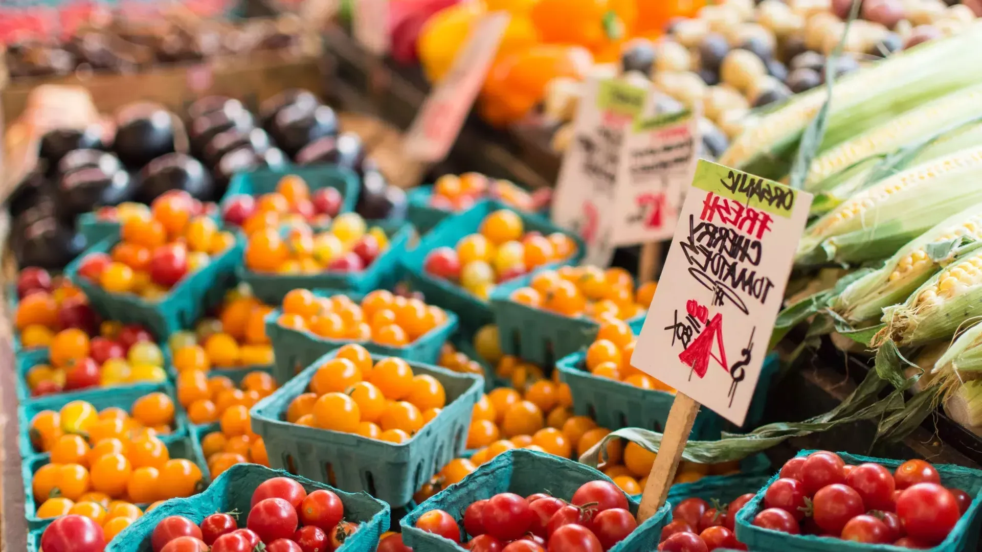 Os agricultores comercializam tomates