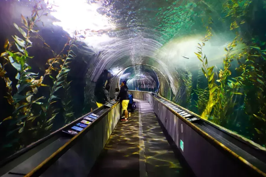 Une famille observe la vie marine à l'intérieur d'un tunnel à l'Aquarium de la Baie